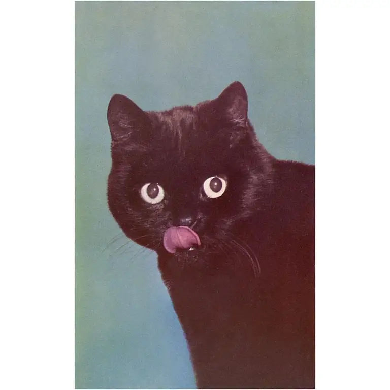 Magnet Black Cat Licking Chops